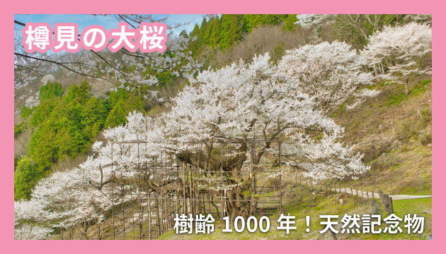 樽見の大桜